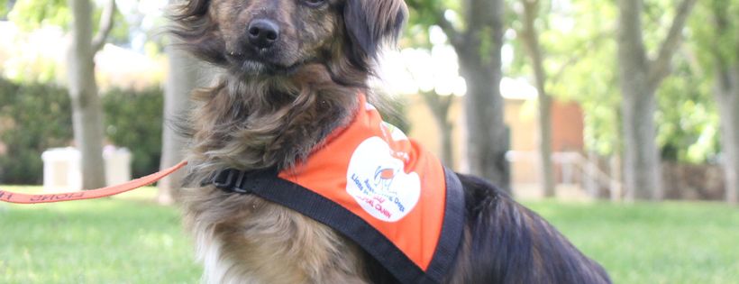 Lions Hearing Dogs Inc