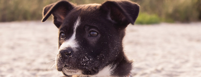 Companion Animals New Zealand