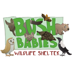 Bush Babies Wildlife Shelter