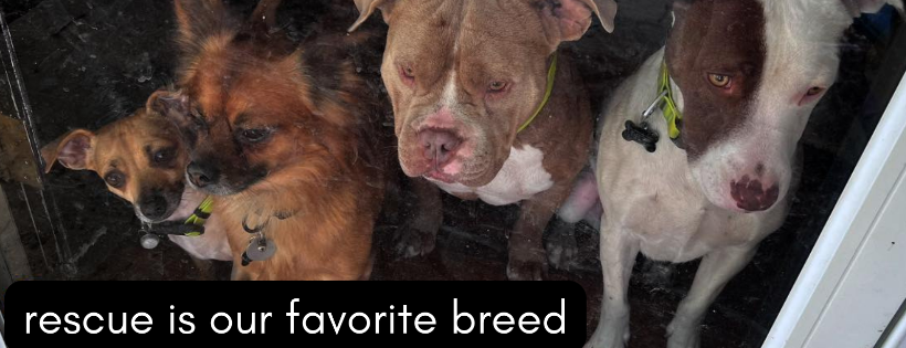 Memphis Street Animal Rescue, an Oklahoma Paws 501(c)3 organization.