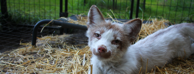 Northern Neverland Fox Rescue
