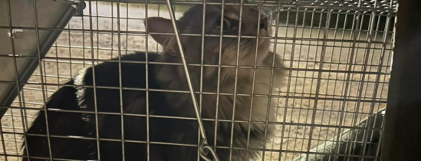Rowan's Rescue Society