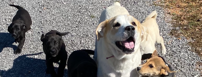 Rose Acres Rescue