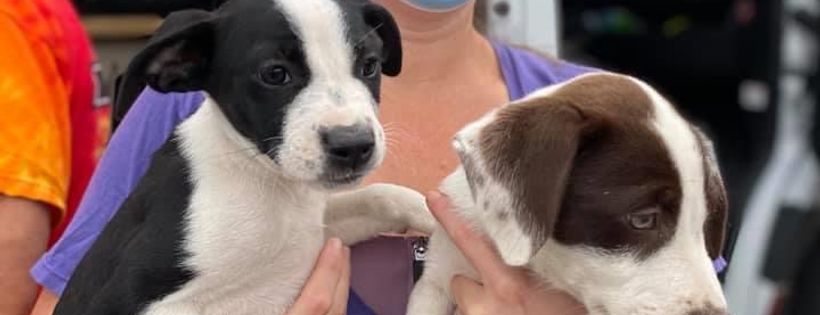 Passion 4 Paws