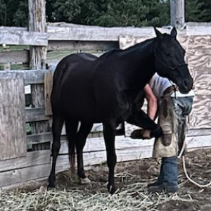Lazy J Horse Rescue