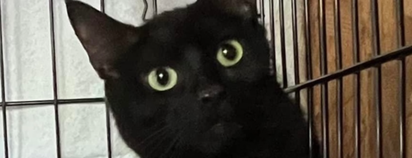 Worsham Cats Rescue