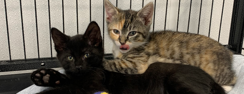 Loving Hands Cat Rescue
