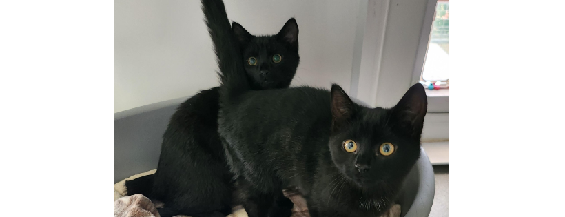 Freshfield Animal Rescue