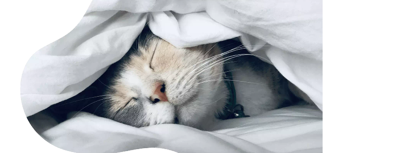 Cat Rescue West Wales