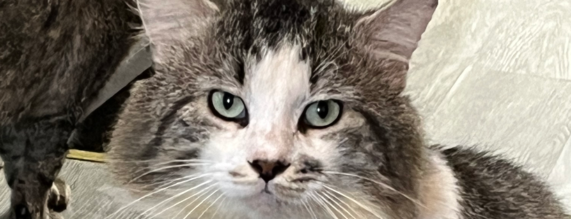 Wag to Whiskers
