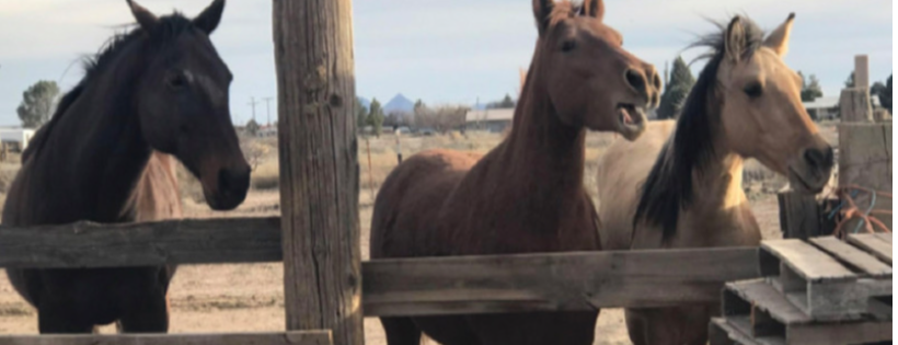 Whispers Ranch Safe Haven Inc