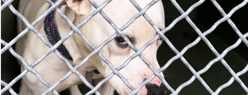 Mahina’s Ohana Rescue