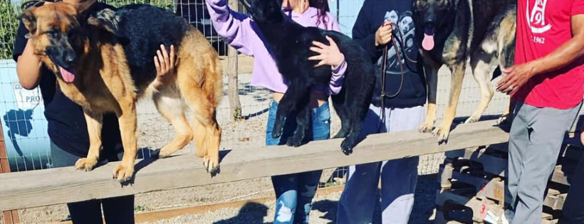 K9 4 Kids