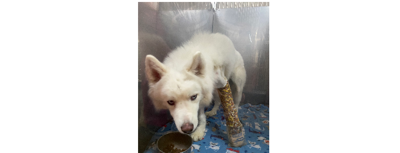 Hoardin’ Huskies
