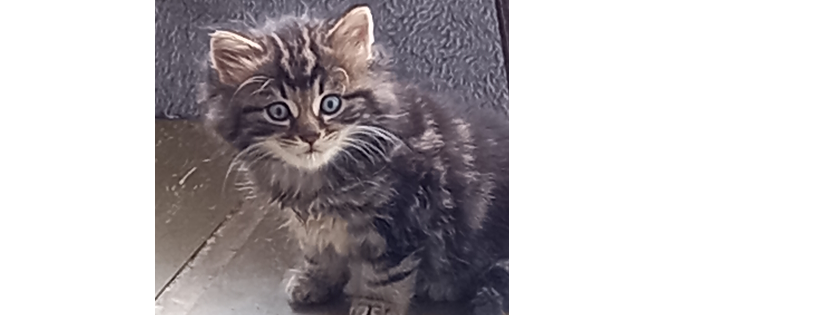 Morrinsville Cat Rescue Trust