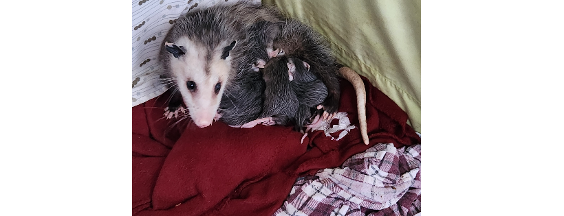 Pocono Wildlife Rehabilitation and Education Center