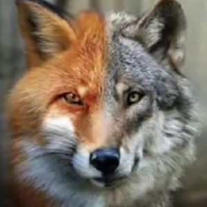 Wolf Creek Habitat & Rescue Logo