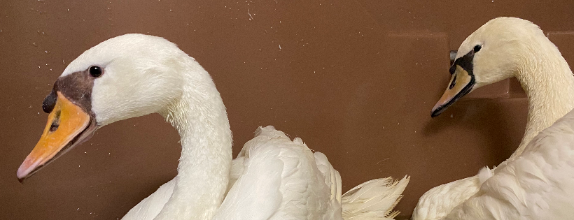 Myrtle Beach Wildlife Rescue Center