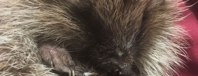 Little Wiggly Snouts Hedgehog rescue Rushden