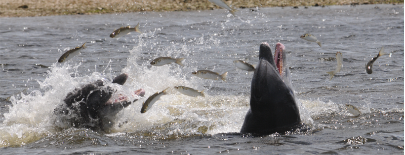 Cedar Key Dolphin Project