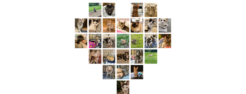 Friends of Ferals Inc