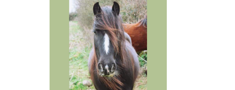 Devon Equine Crisis Support
