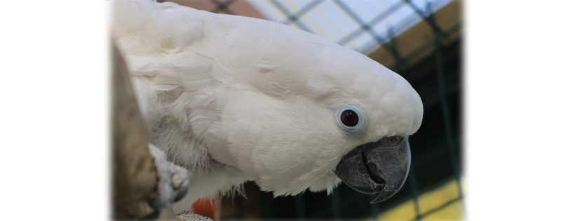 Parrot Trust Scotland
