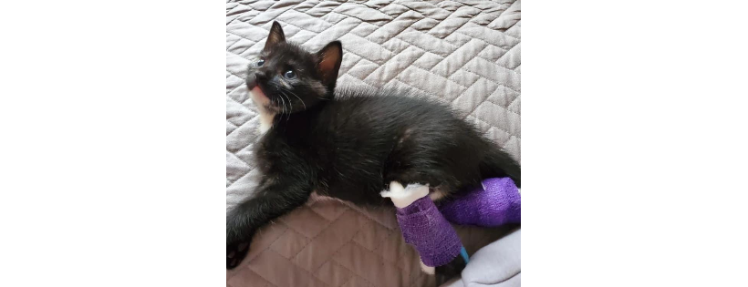 SaintSpiro Cat Rescue Inc.