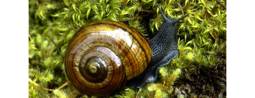 Takaka Hill Biodiversity Group Trust