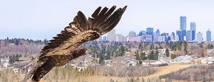 Alberta Society for Injured Birds of Prey