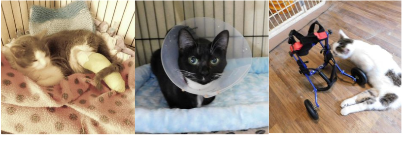 Four Paws Animal Foundation