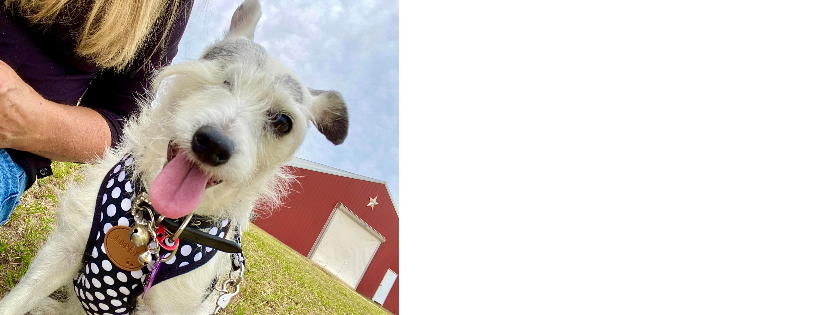 Raintree Jacks Jack Russell Rescue