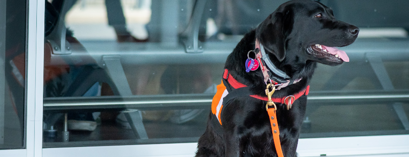Association of Australian Assistance Dogs (NQ) Inc