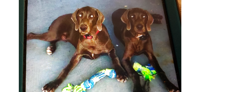Central Florida Weimaraner and Dog Rescue