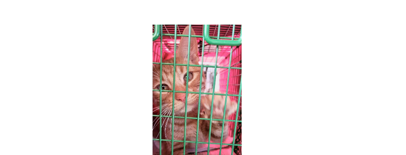 Kitten Crossing Rescue Inc.