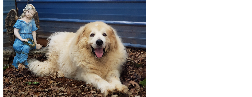 Great Pyrenees Rescue of Western NC