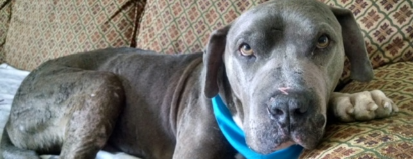 Taffy’s Touch Senior Dog Rescue