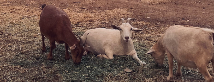 HoofsnHorns Farm Inc.