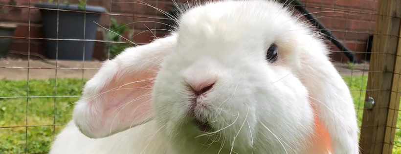 Bunny Angels UK
