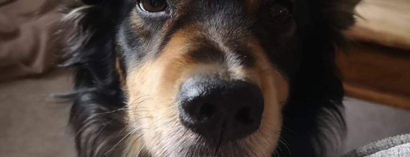 Aireworth Dogs in Need