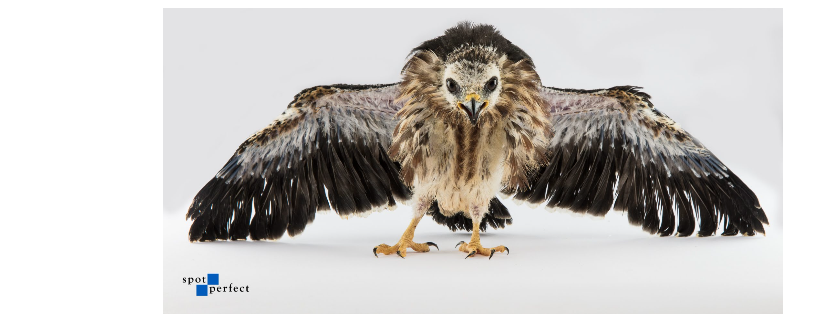 Nature's Edge Wildlife and Reptile Rescue