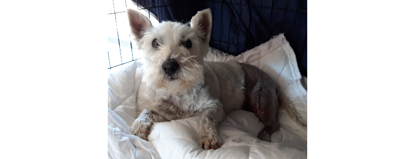 All Westie Rescue