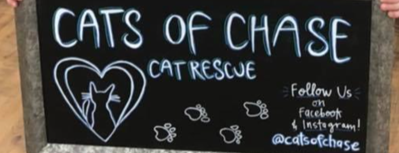 Cats of Chase