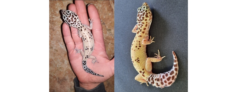 Drayton Valley Reptile Rescue