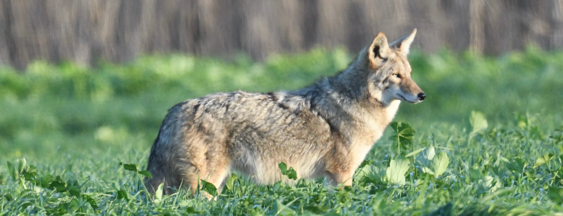 Project Coyote