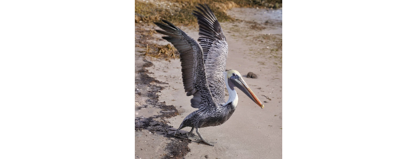 Outer banks Wildlife Shelter
