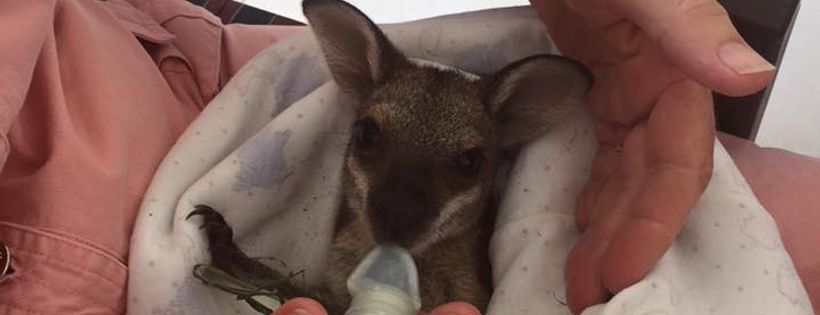 Scenic Rim Wildlife Rescue