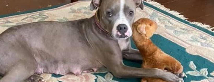 Renegade Paws Rescue
