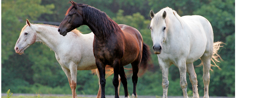 Mylestone Equine Rescue