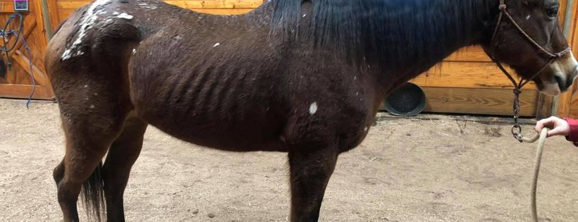 Horse Haven of Tennessee